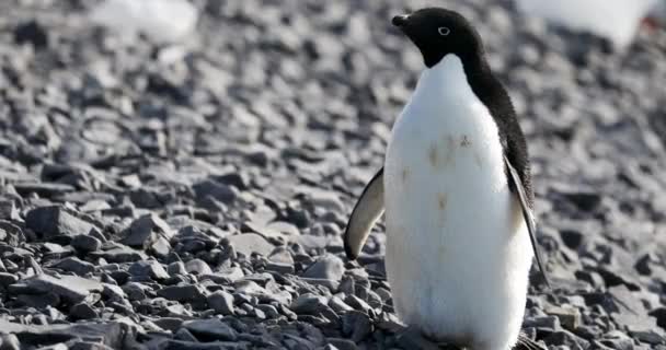 Adelie Penguin Pygoscelis Adeliae Skalách Hope Bay Antarktický Poloostrov Antarktida — Stock video