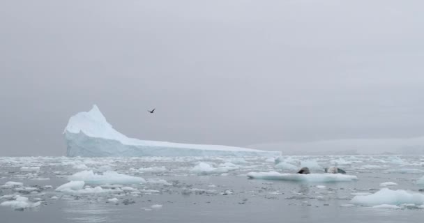 Ijsberg Ijsschotsen Het Water Bij Torgersen Island Antarctisch Schiereiland Antarctica — Stockvideo