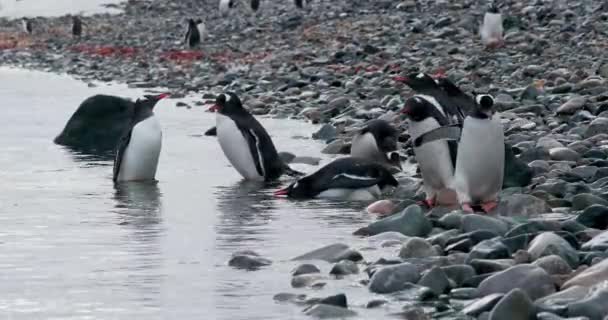 Группа Пингвинов Gentoo Pygoscelis Papua Птенцов Скалах Воде Остров Кувервилл — стоковое видео