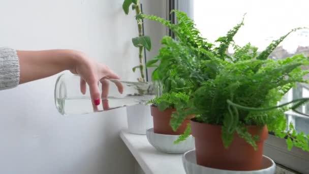 Vrouw Die Potplanten Water Geeft — Stockvideo