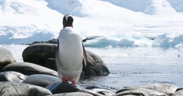 Gentoo Pingvin Pygoscelis Papua Áll Sziklák Vízben Damoy Point Antarktisz — Stock videók