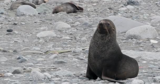 岩場のビーチでオスの毛皮のシール 南極半島南シェトランド島ハーフムーン島 — ストック動画