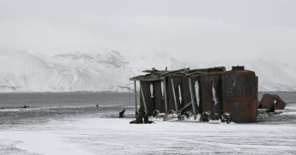 Hectors Walfangstation Historische Stätte Und Pelzrobben Arctocephalus Gazella Auf Deception — Stockvideo