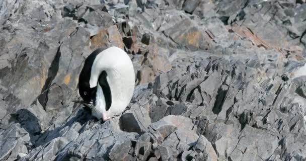 Umut Körfezi Ndeki Kayalarda Bulunan Madelie Pengueni Pygoscelis Adeliae Antarktika — Stok video