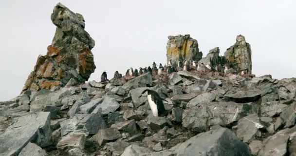 Manada Pingüinos Chinstrap Pygoscelis Antarcticus Sobre Rocas Isla Half Moon — Vídeos de Stock