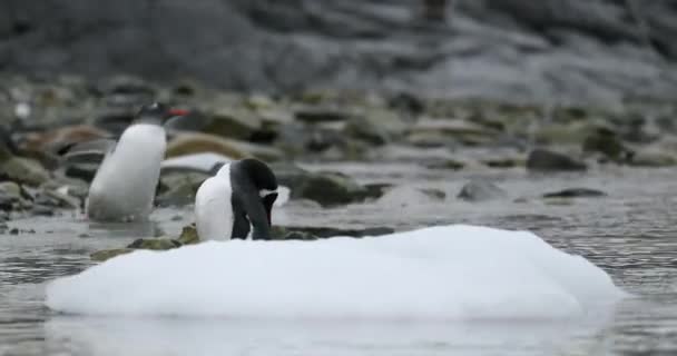 Gentoo Penguins Pygoscelis Papua Цыплята Скалах Мелководье Остров Кувервилл Антарктида — стоковое видео