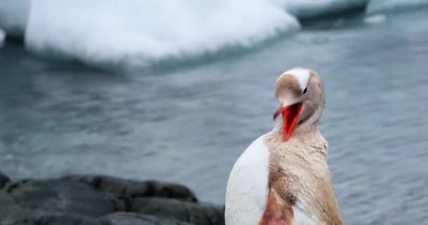 色素が不足している ロイコペンギン Pygoscelis Papua はウォーターボートポイントにいます 南極半島 — ストック動画