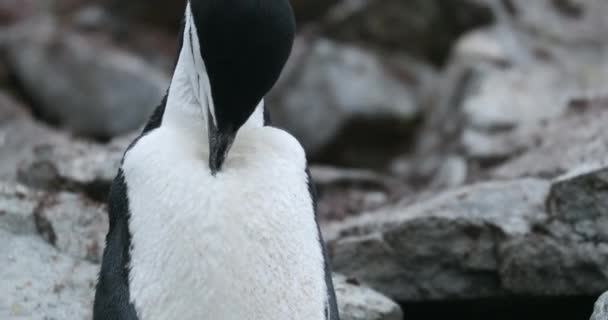난쟁이 Pygoscelis Antarcticus 섬에서 깃털을 다듬고 — 비디오