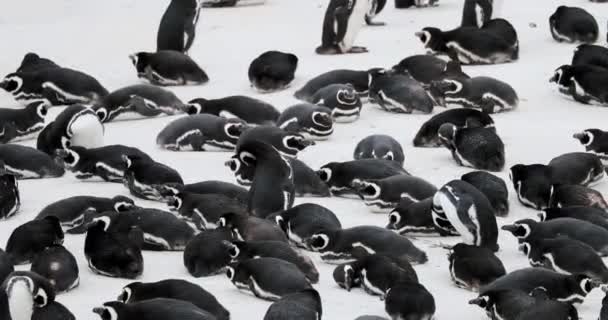 Colonia Pingüinos Magallánicos Spheniscus Magellanicus Gypsy Cove Islas Malvinas Territorio — Vídeo de stock