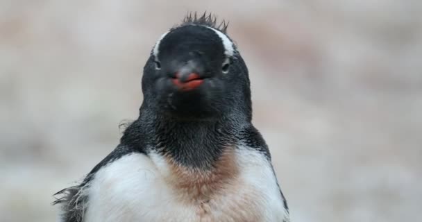 Gentoo Penguin Pygoscelis Papua Polluelo Isla Cuverville Antártida — Vídeos de Stock