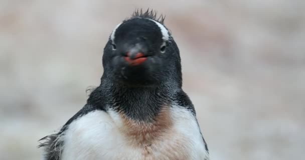 Ezelspinguïn Pygoscelis Papua Kuiken Cuverville Island Antarctica — Stockvideo