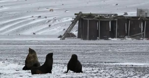 ディセプティコン島の古い捕鯨基地で雪の上で戦う毛皮のシール Arctocephalusガゼラ 南極半島 — ストック動画