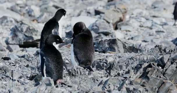 Adelie Penguins Pygoscelis Adeliae Rocks Hope Bay Península Antártica Antártida — Vídeos de Stock