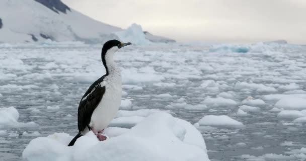 Imperiální Soulož Leucocarbo Atriceps Plovoucí Ledě Přístavu Neko Jižní Shetlandské — Stock video