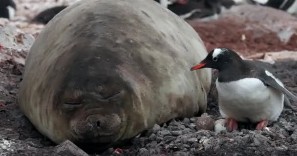 Elefante Foca Mirounga Leonina Con Pingüinos Gentoo Pygoscelis Papua Waterboat — Vídeos de Stock