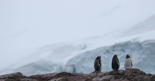 Gentoo Penguenleri Pygoscelis Papua Arka Planda Karla Kaplı Kaya Üzerinde — Stok video