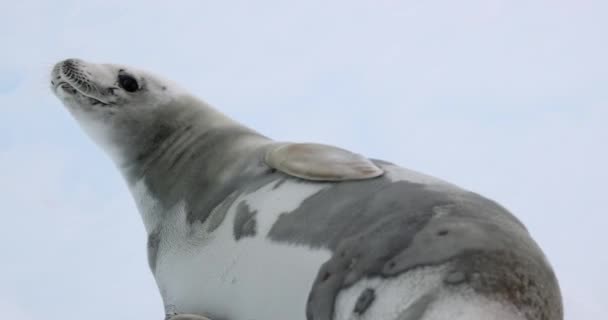 Σφραγίδα Crabeater Lobodon Carcinophaga Που Βρίσκεται Στο Χιόνι Στο Νησί — Αρχείο Βίντεο