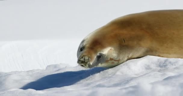 Крабовый Тюлень Канцерофага Лободона Лежит Снегу Мысе Дамой Антарктический Полуостров — стоковое видео