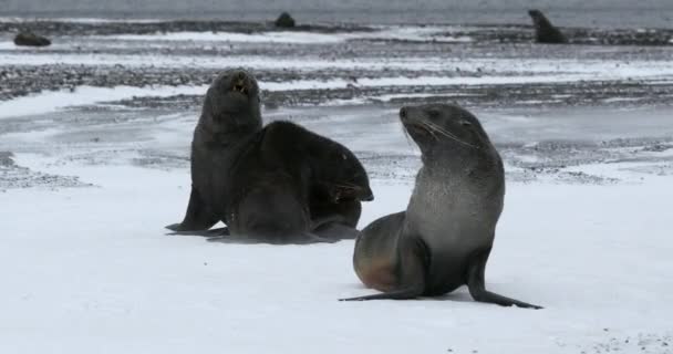 Морские Котики Arctocephalus Gazella Сражаются Снегу Острове Обмана Антарктический Полуостров — стоковое видео