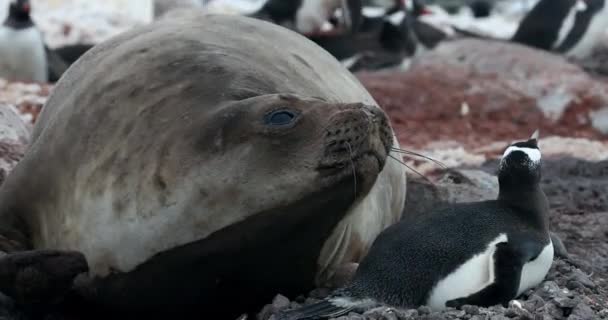 Olifant Zeehond Mirounga Leonina Met Ezelspinguïns Pygoscelis Papua Waterboat Point — Stockvideo