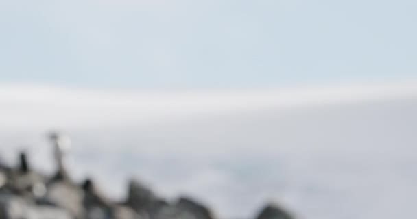 Adelie Penguins Pygoscelis Adeliae Rocks Hope Bay Península Antártica Antártida — Vídeo de stock