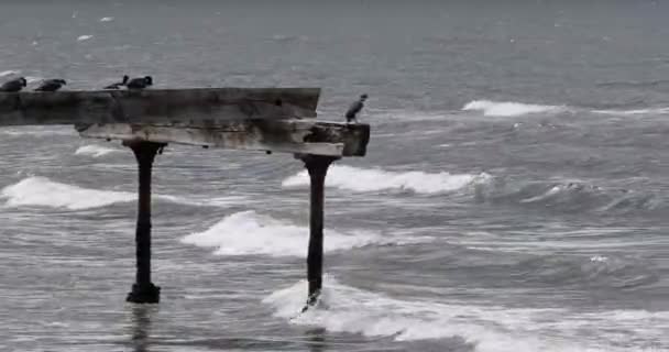 Imperiální Soulož Leucocarbo Atriceps Starém Molu Magellanském Průlivu Punta Arenas — Stock video