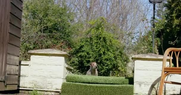 Hund Som Springer Bakgården — Stockvideo