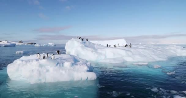 在希望湾冰上浮冰的阿德利企鹅 Pygoscelis Adeliae 南极半岛 南极洲 — 图库视频影像