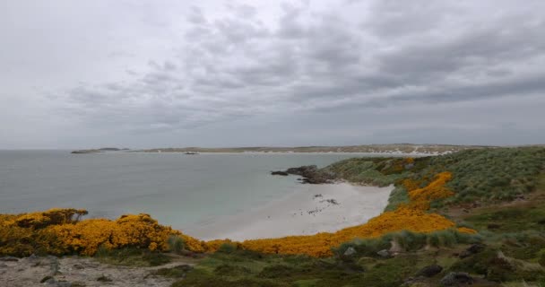 Strand Und Küste Einem Bewölkten Tag Gypsy Cove Falklandinseln Britisches — Stockvideo