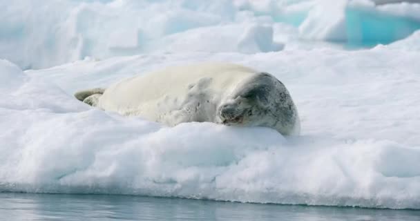 Морской Крабоголовый Тюлень Канцерофага Лободона Лежит Ледяной Платформе Мысе Дамой — стоковое видео