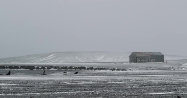 Estación Ballenera Héctor Sitio Histórico Isla Decepción Península Antártica Antártida — Vídeos de Stock