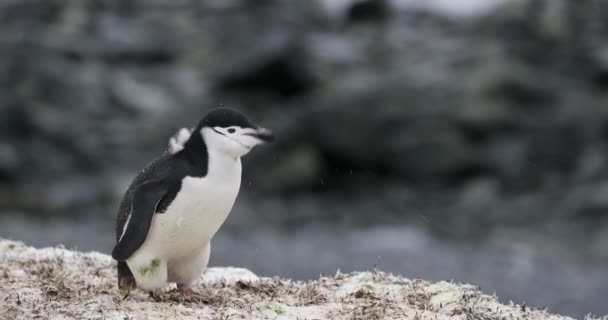 Chinstrap Penguin Pygoscelis Antarcticus Voedt Zich Half Moon Island Zuidpoolgebied — Stockvideo