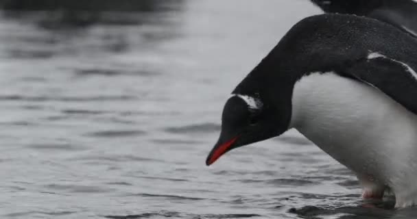 Pinguins Gentoo Pygoscelis Papua Pintos Água Potável Ilha Cuverville Antártida — Vídeo de Stock