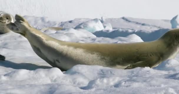 Тюлень Крабилист Канцерофага Лободона Ползает Снегу Мысе Дамой Антарктический Полуостров — стоковое видео