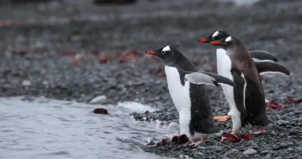 Drie Ezelspinguïns Pygoscelis Papua Gaan Het Water Half Moon Island — Stockvideo