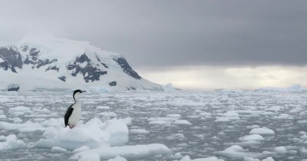 Imperial Shag Leucocarbo Atriceps Flotando Sobre Hielo Neko Harbor Islas — Vídeos de Stock