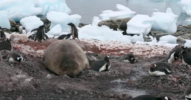 ウォーターボートポイントの巣にジェンツーペンギン Pygoscelis Papua がいるゾウアザラシ Mirounga Leonina 南極半島 — ストック動画