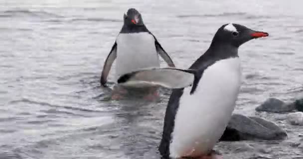 Gentoo Penguins Pygoscelis Papua Polluelos Vadeando Aguas Poco Profundas Isla — Vídeo de stock