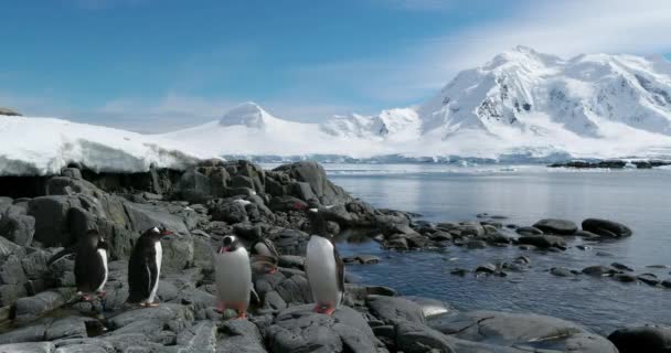 Gentoo Penguins Pygoscelis Papua Skalnatém Pobřeží Damoy Point Antarktický Poloostrov — Stock video