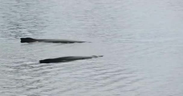 Two Humpback Whales Megaptera Novaean Gliae Sea Antarctica — Stock Video