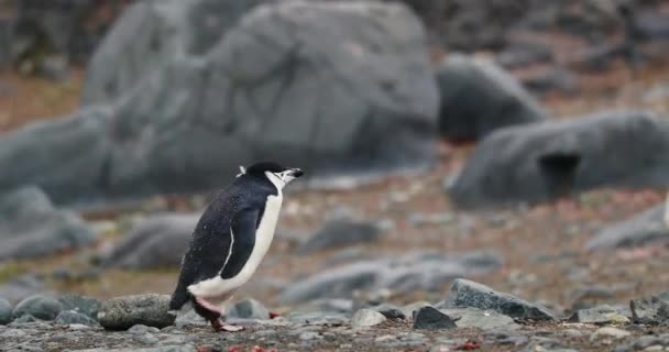 Chinstrap Penguin Pygoscelis Antarcticus Περπατώντας Βράχους Στο Νησί Half Moon — Αρχείο Βίντεο