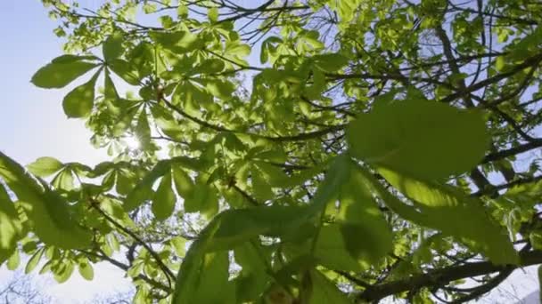 Sun Shining Leafy Branches Chestnut Tree Kirkhaugh — Stock Video