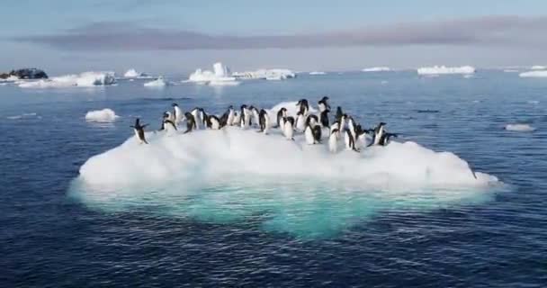 Pingüinos Adelie Pygoscelis Adeliae Témpano Hielo Hope Bay Península Antártica — Vídeo de stock