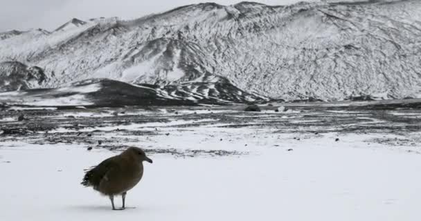 Fågeln Står Snötäckt Kargt Landskap Deception Island Antarktiska Halvön Antarktis — Stockvideo