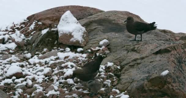 Взрослые Особи Бурого Скала Stercorarius Antarcticus Цыплятами Заснеженной Скале Гавань — стоковое видео