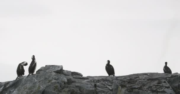 岩石上的皇冠 Leucocarbo Atriceps 半月岛 南设得兰群岛 南极半岛 南极洲 — 图库视频影像