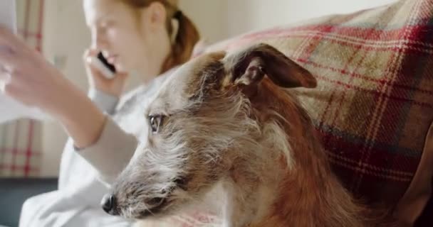 Собака Лежить Дивані Жінка Використовує Ноутбук Телефон Фоні — стокове відео