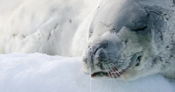 Selo Caranguejo Lobodon Carcinophaga Deitado Neve Damoy Point Península Antártica — Vídeo de Stock