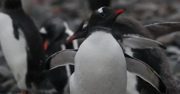 Gentoo Penguenleri Pygoscelis Papua Yavruları Cuverville Adası Antarktika — Stok video