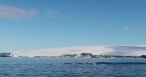 Adelie Penguins Pygoscelis Adeliae Плаває Затоці Хоуп Антарктичний Півострів Антарктида — стокове відео